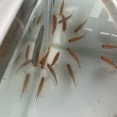 多分ハセマニアだと…あげますの画像