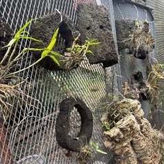 ヘゴについた石刻の画像