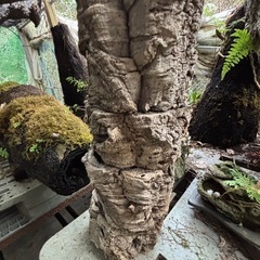 ヘゴについた石刻の画像