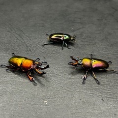 パプアキンイロクワガタ　♂♀ペアの画像