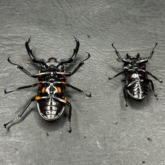 スペキオススシカクワガタ　♂♀ペアの画像