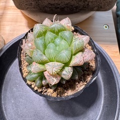 多肉植物 ハオルチア オブツーサ 錦 斑入りの画像
