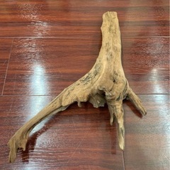 流木　アク抜き済みの画像