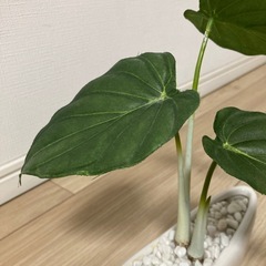 【美品】観葉植物 フェイクグリーン 光触媒 CT触媒 インテリア カフェ おうちカフェ 店舗 造花 リビング キッチン 推し活 チェキ クリスマス 収納の画像