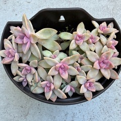 多肉・桜牡丹の画像