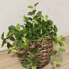 【美品】観葉植物 ポトス フェイクグリーン 光触媒 CT触媒 インテリア カフェ おうちカフェ 店舗 造花 リビング キッチン 推し活 チェキ クリスマス 収納の画像
