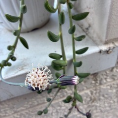 多肉植物・アーモンドネックレスの画像