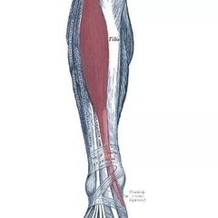 脛　筋トレマシーンの画像