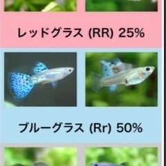 【稚魚】ブルーグラス•レッドグラスグッピーの画像