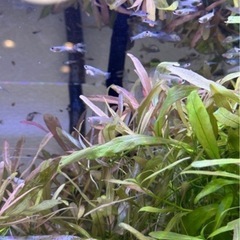 【稚魚】ブルーグラス•レッドグラスグッピーの画像