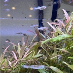 【稚魚】ブルーグラス•レッドグラスグッピーの画像