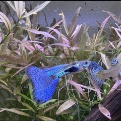 【稚魚】ブルーグラス•レッドグラスグッピーの画像