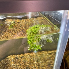 グロッソ？
の画像