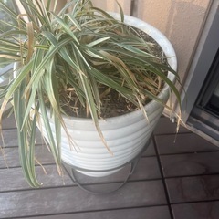 【0円・まとめて】大きめ鉢 3点（土入り・引き取り限定）の画像