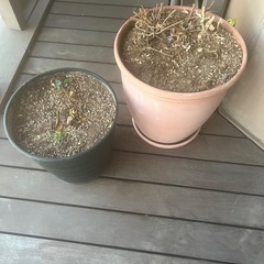 【0円・まとめて】大きめ鉢 3点（土入り・引き取り限定）の画像