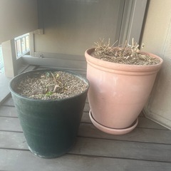 【0円・まとめて】大きめ鉢 3点（土入り・引き取り限定）の画像