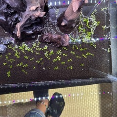 グロッソ？
の画像