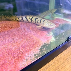 熱帯魚まとめ売りの画像