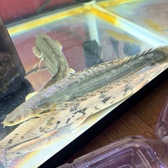 熱帯魚まとめ売りの画像