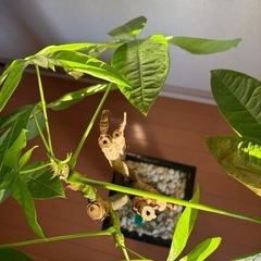 パキラ　　の画像