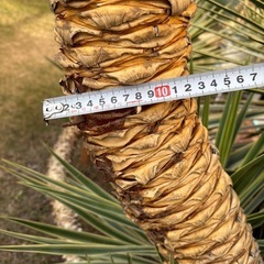 アロイフォリア斑入り　センジュラン　大株の画像