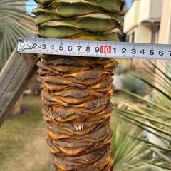 アロイフォリア斑入り　センジュラン　大株の画像