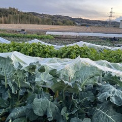 令和7 年産新米30kg玄米(三木市産キヌヒカリ)
の画像