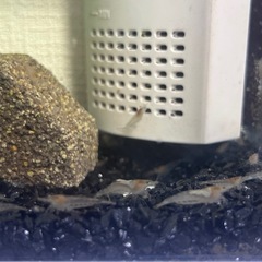 ヌマエビ　5匹100円の画像