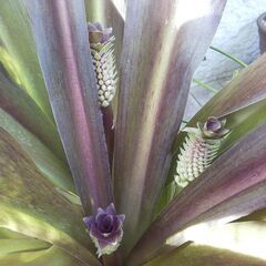 ユーコミス（パイナップルリリー）開花球の画像