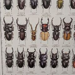 2026 クワガタカレンダーの画像