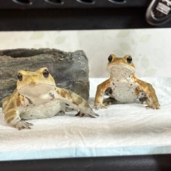 ミヤコヒキガエルの画像