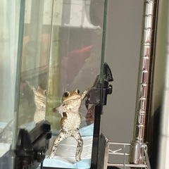 ミヤコヒキガエルの画像