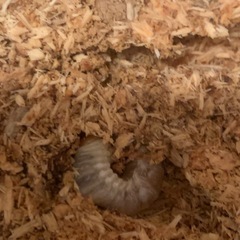 コクワガタ？の幼虫の画像