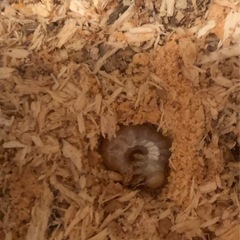 コクワガタ？の幼虫の画像