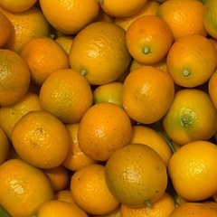 キンカンの画像