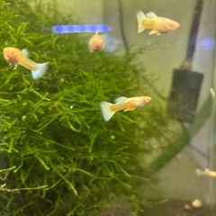 【熱帯魚】国産RREAドイツイエロータキシードグッピー稚魚３ペアの画像