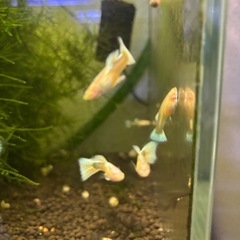 【熱帯魚】国産RREAドイツイエロータキシードグッピー稚魚３ペアの画像