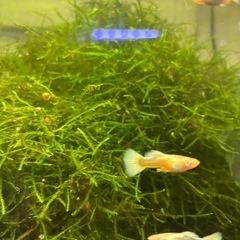 【熱帯魚】国産RREAドイツイエロータキシードグッピー稚魚３ペアの画像