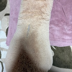 コストコ超巨大クマのぬいぐるみの画像