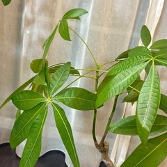 観葉植物3点フィカスベンガレンシス沖縄産　の画像