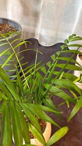 観葉植物3点フィカスベンガレンシス沖縄産　