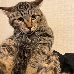 キジトラのイケニャン🐱推定8ヶ月