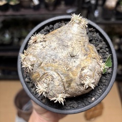 パキポディウム・ブレビカウレ(恵比寿笑)現地球、発根済みの画像