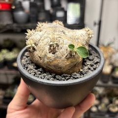 パキポディウム・ブレビカウレ(恵比寿笑)現地球、発根済みの画像