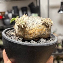 パキポディウム・ブレビカウレ(恵比寿笑)現地球、発根済みの画像