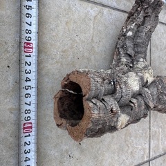 パイプコルクの画像