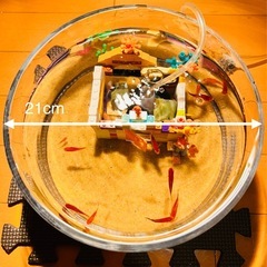 レッドプラティ➕飼育フルセットの画像