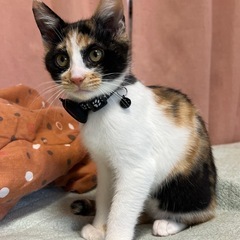 三毛猫 生後4ヶ月程 お顔に↔︎マーク