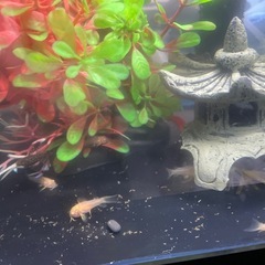 ゴリドラス 
 の画像