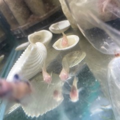 ゴリドラス 
 の画像